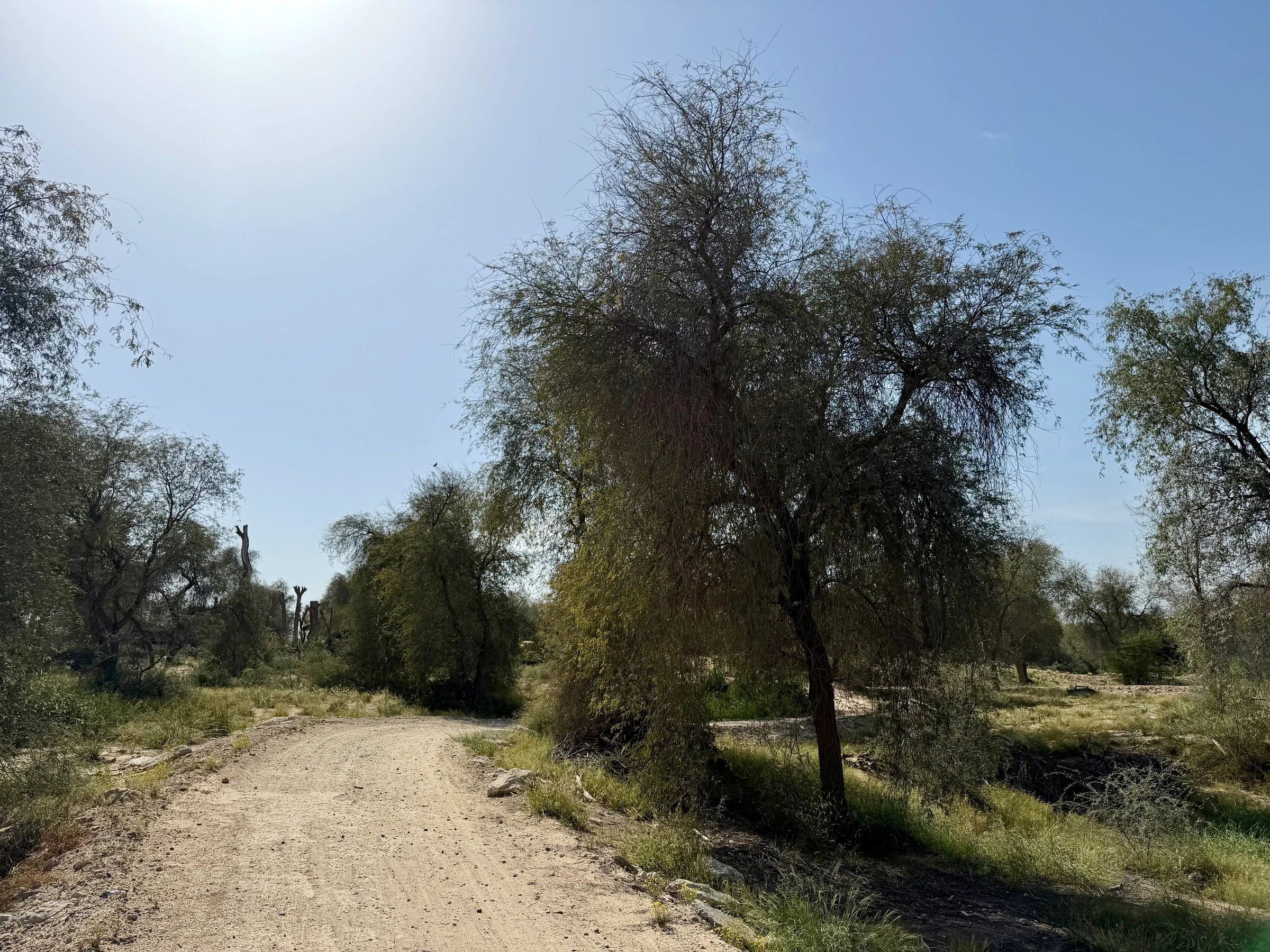Mushrif Park / Hiking Trail photo 1